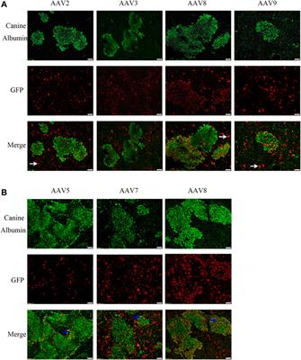 Chimeric Mice Engrafted With Canine Hepatocytes Exhibits Similar AAV Transduction Efficiency to Hemophilia B Dog